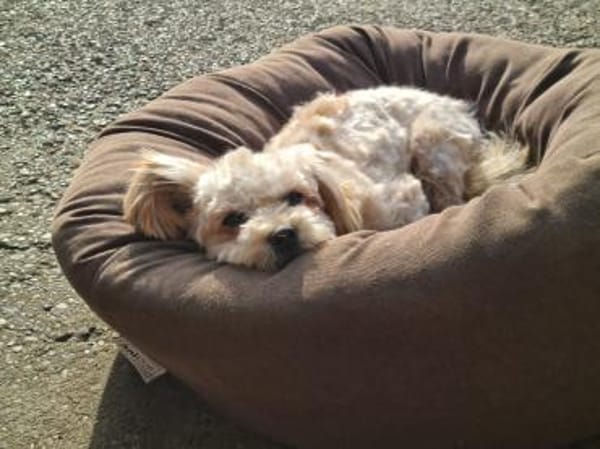 Chips - ein kleiner,lustiger Wirbelwind