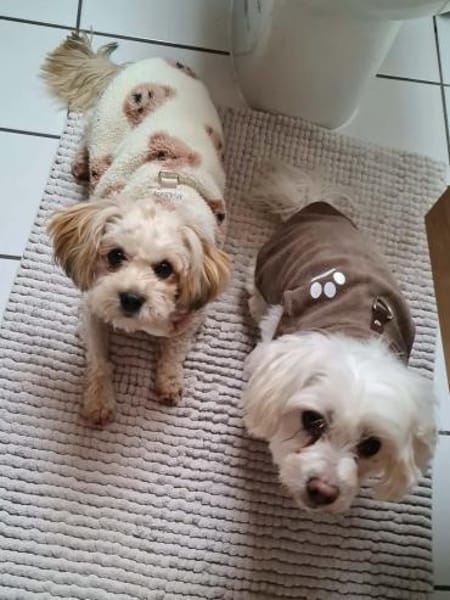 Chips - ein kleiner,lustiger Wirbelwind