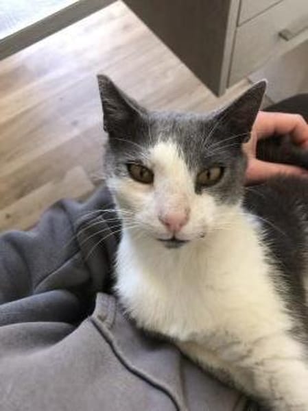 Kuschel-Kater Scrilly sucht Zuhause