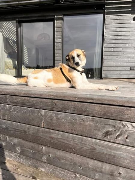 Hündin Svea sucht ein Für-Immer-Zuhause