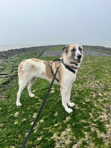 Hündin Svea sucht ein Für-Immer-Zuhause