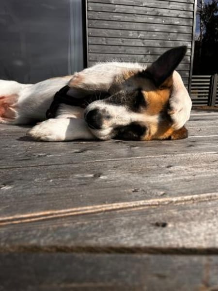 Hündin Svea sucht ein Für-Immer-Zuhause