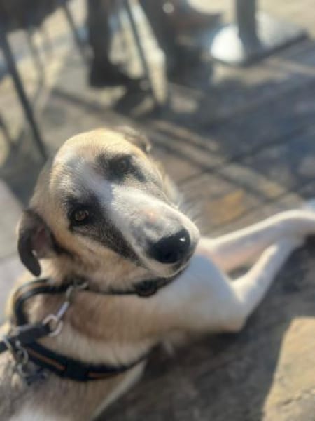 Hündin Svea sucht ein Für-Immer-Zuhause