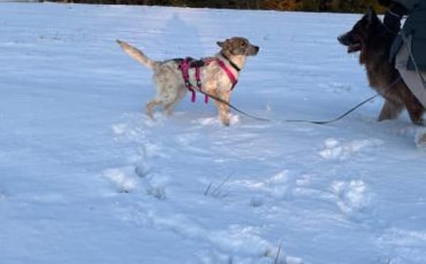 Littlefoot will hoch hinaus