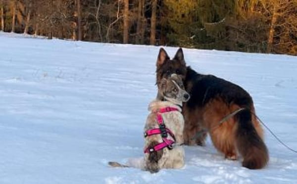 Littlefoot will hoch hinaus