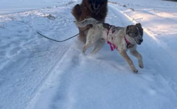 Littlefoot will hoch hinaus