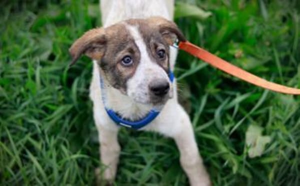 Littlefoot will hoch hinaus