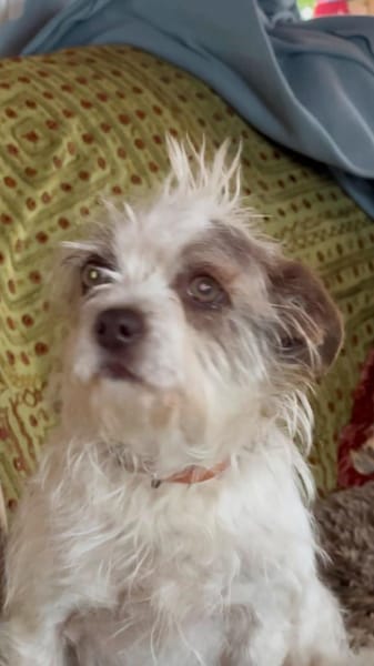 Schüchterne kleine Lola