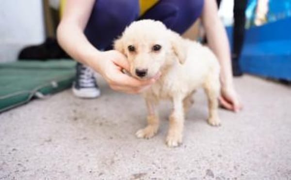 Milky Way sucht sein Zuhause