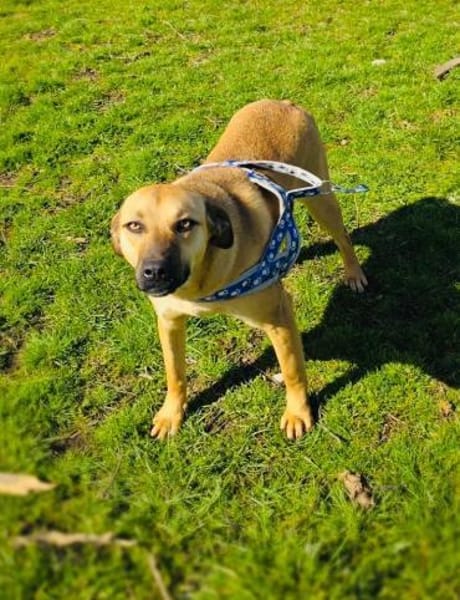 Kati eine tolle Familienhündin