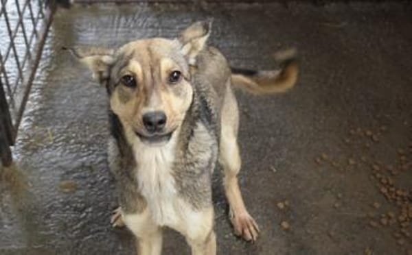 Wer schenkt Josephine sein Herz?