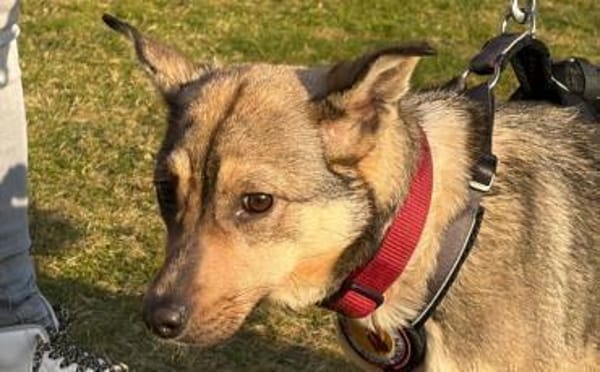 Wer schenkt Josephine sein Herz?