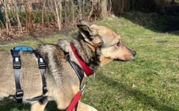 Wer schenkt Josephine sein Herz?