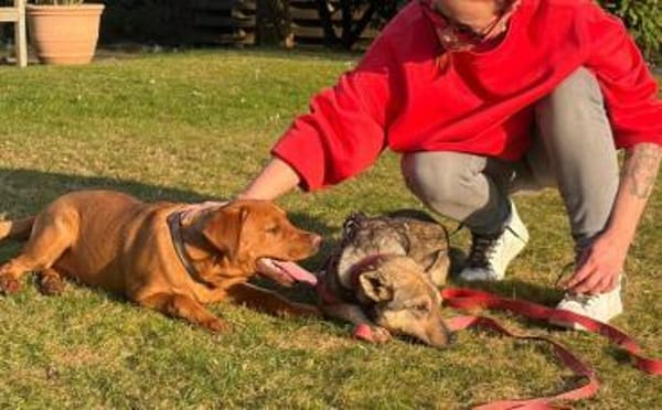 Wer schenkt Josephine sein Herz?