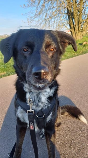 Einzelprinzessin MIRA sucht ihr Home ❤