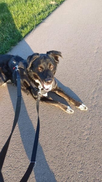 Einzelprinzessin MIRA sucht ihr Home ❤