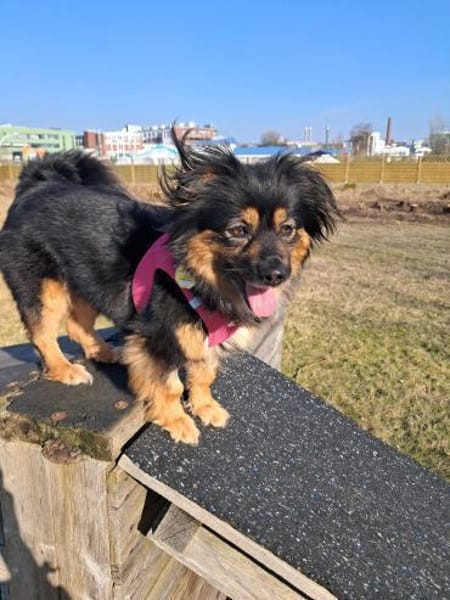 Dolores kleine hübsche Hündin