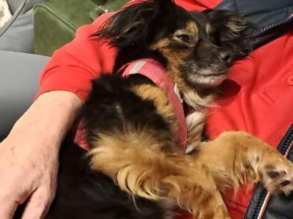 Dolores kleine hübsche Hündin