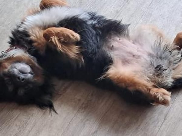 Dolores kleine hübsche Hündin