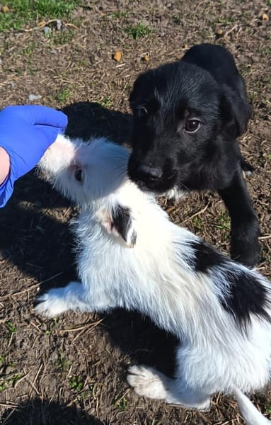 Liebenswerter Albi sucht Zuhause