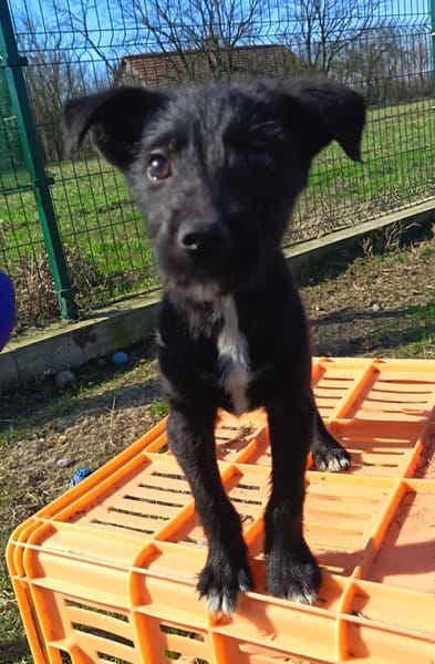 Liebenswerter Albi sucht Zuhause