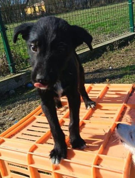 Liebenswerter Albi sucht Zuhause