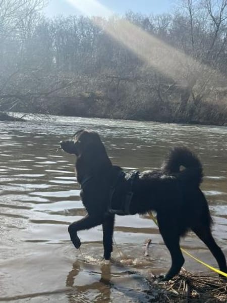 CHICO-wunderschöner Jung-Rüde, 49 cm