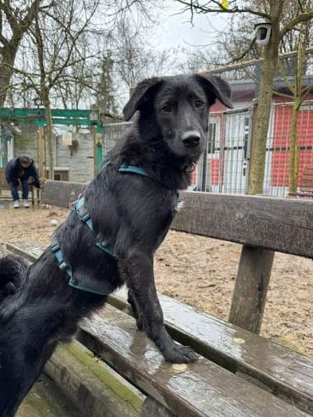 CHICO-wunderschöner Jung-Rüde, 49 cm