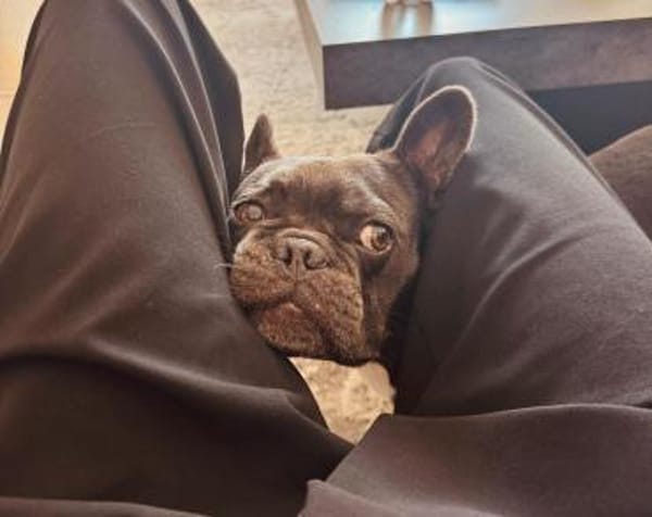 Vino sucht ein zu Hause