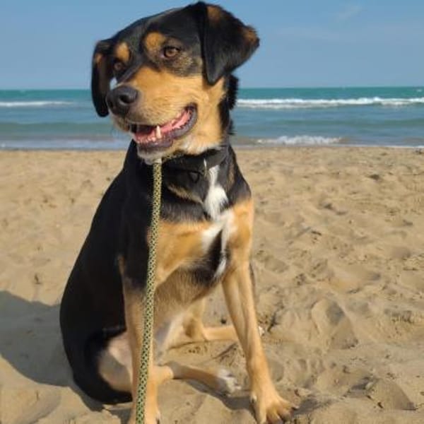 ZAKO sucht Für-Immer-Zuhause ❤