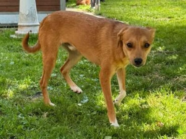 PUMUCKL-sanfter, hübscher Rüde, 41 cm