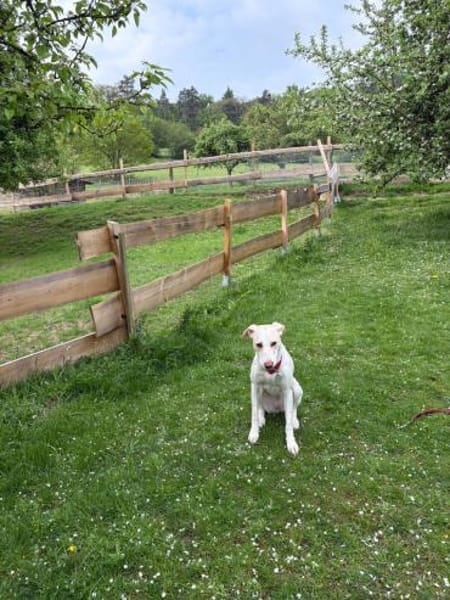 Nancy sucht ein Zuhause von D aus