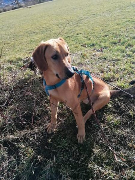 Lieber Lui such sein Forever Home