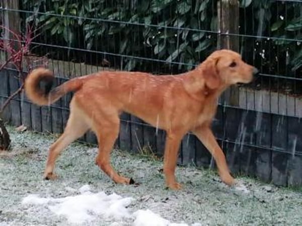 Lieber Lui such sein Forever Home