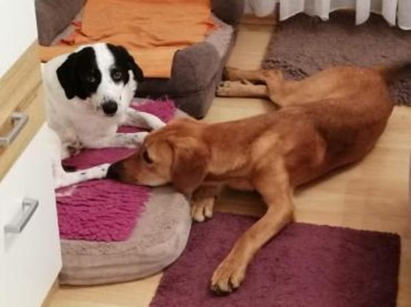 Lieber Lui such sein Forever Home