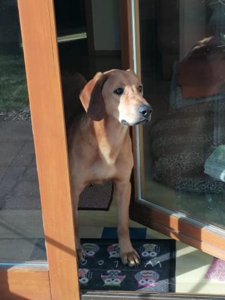 Lieber Lui such sein Forever Home