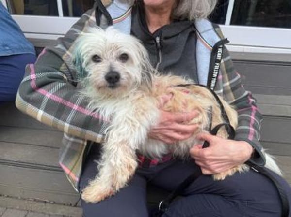 YUMI-zuckersüßer  Wuschel-Rüde, 35 cm