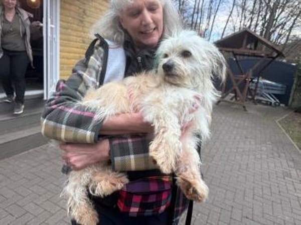 YUMI-zuckersüßer  Wuschel-Rüde, 35 cm