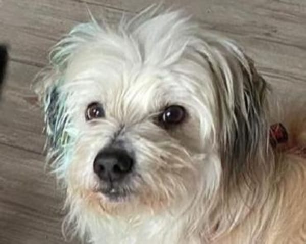 YUMI-zuckersüßer  Wuschel-Rüde, 35 cm