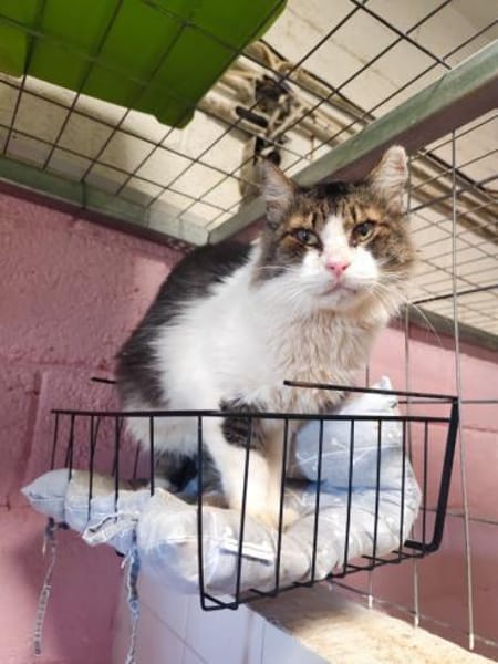 Amor aus dem Tierschutz