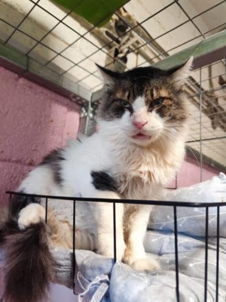 Amor aus dem Tierschutz