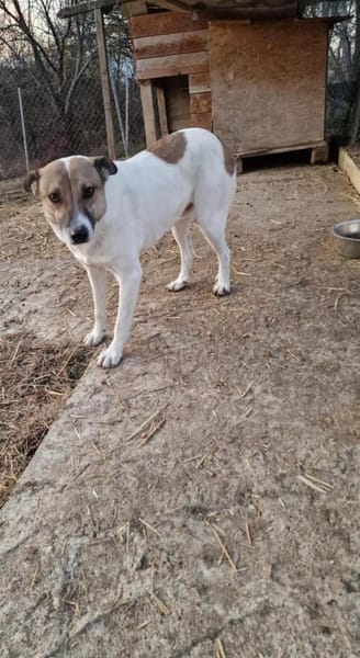 Lucky, hol dir das Glück ins Haus