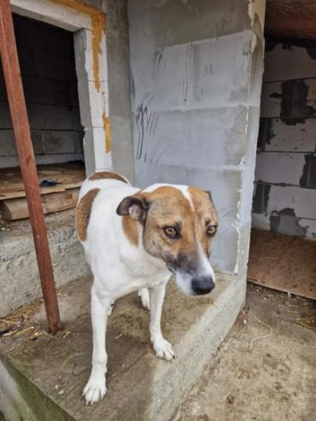 Lucky, hol dir das Glück ins Haus