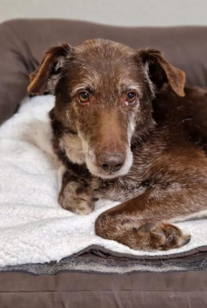 BENKO sucht kuscheliges Zuhause