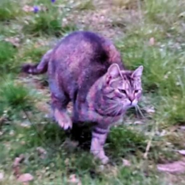 REDNECK sucht ein ruhiges Zuhause