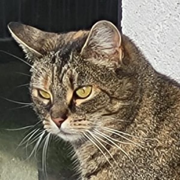 REDNECK sucht ein ruhiges Zuhause