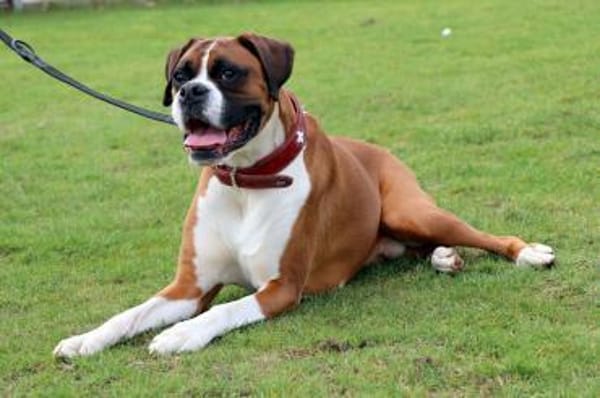 Toller Boxerjunge Moose