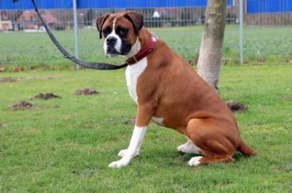 Toller Boxerjunge Moose