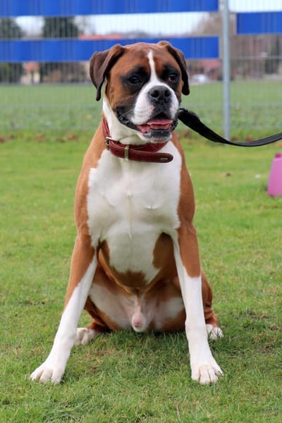 Toller Boxerjunge Moose