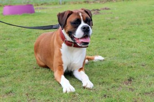 Toller Boxerjunge Moose